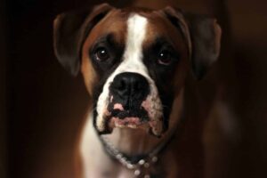 dog bite injury (1)