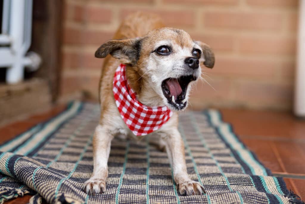 Dog Bite Injury Attorneys in St. Louis, MO